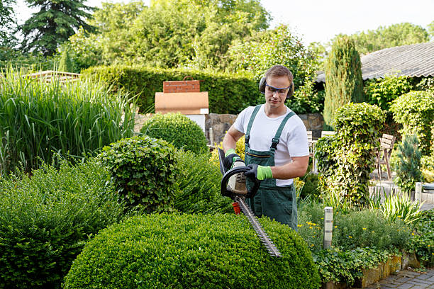 How Our Tree Care Process Works  in  Georgetown, GA